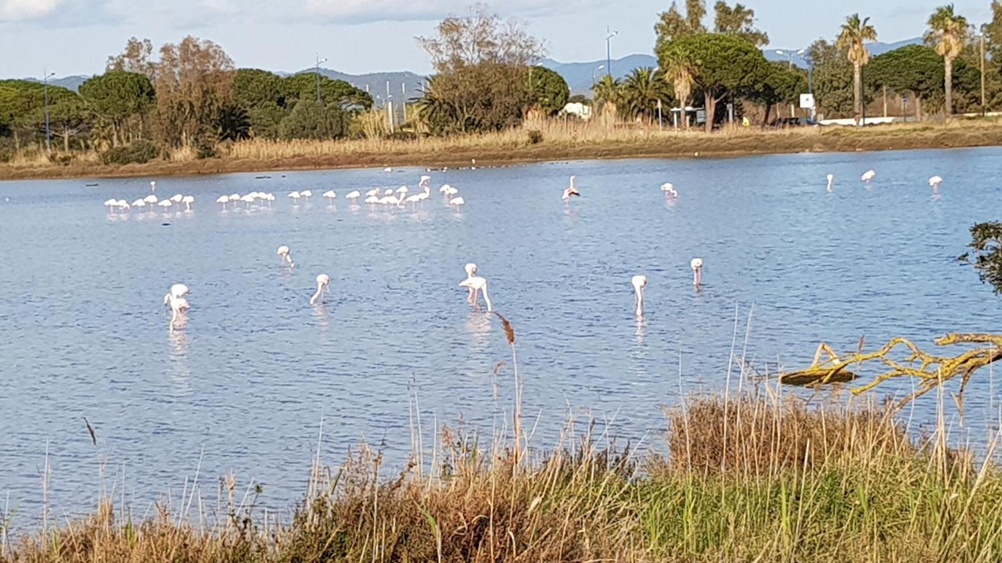 Rez De Jardin T3 Recent Et Calme Au Nouvelles Terres A La Londe Les Maures Lejlighed Eksteriør billede