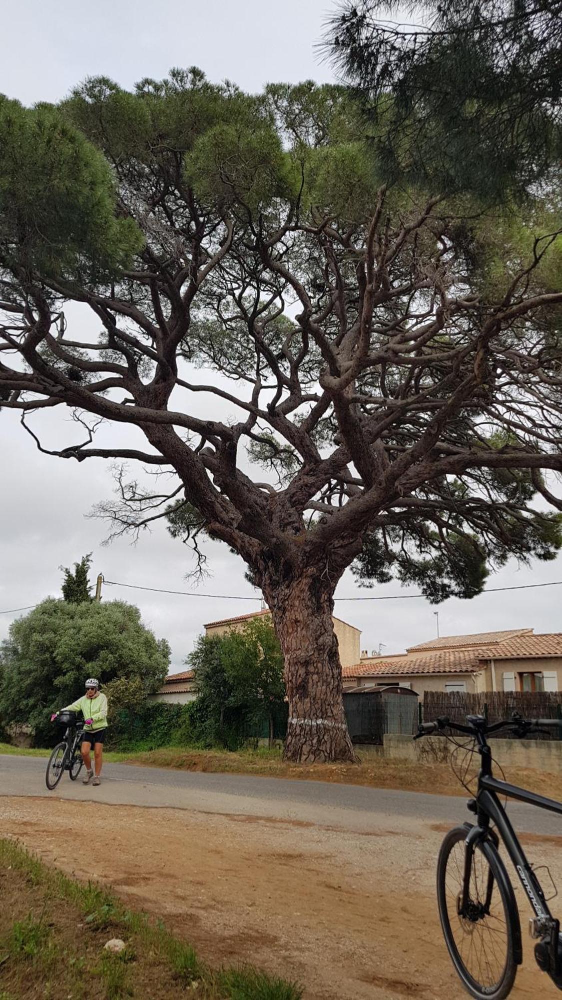 Rez De Jardin T3 Recent Et Calme Au Nouvelles Terres A La Londe Les Maures Lejlighed Eksteriør billede